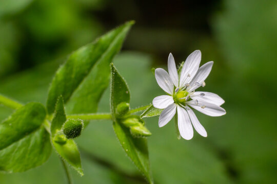 Myosoton aquaticum, plant with small white flower known as water chickweed or giant chickweed on green blurred background