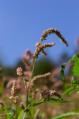 Persicaria longiseta is a species of flowering plant in the Persicaria family, commonly known as Persicaria longiseta, Persicaria longiseta, Asian water pepper, Bristle persica, Bunch persica, and Per