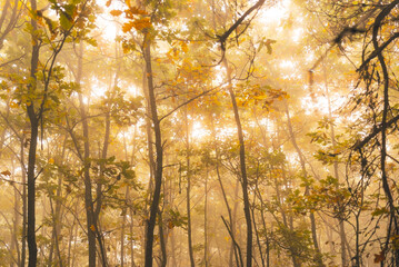 Dreamy autumn forest with warm sun shining through the fog