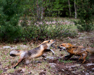 Naklejka na ściany i meble Red Fox Photo Stock. Fox Image. Foxes dancing, playing, fighting, rival, interacting with a behaviour of conflict in their environment and habitat with a blur forest background in the springtime.