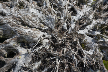 A machine-cut  peat bog in Ireland. Stumps emerge, bog oak, remnants of a forest that must have...