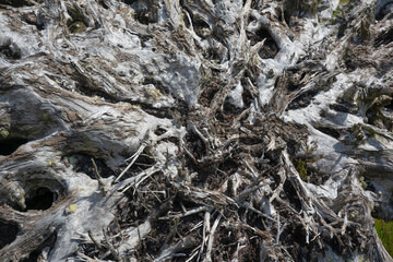 A machine-cut  peat bog in Ireland. Stumps emerge, bog oak, remnants of a forest that must have been here hundreds or thousands of years ago.