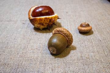 Autumn chestnuts and acorns on the table