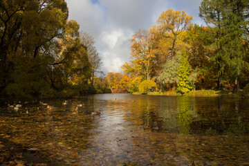 Fototapeta na wymiar Trees over a pond in the park in autumn