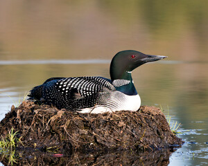 CommonLoon Photo Stock. Loon Nest Image. Nesting with marsh grasses, mud and its environment and habitat displaying red eye, black and white feather plumage, with a blur background. Picture. Portrait.