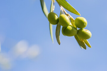 Close-up of green olives on the branch of an olive tree in Belvedere Fogliense in the Marche region...