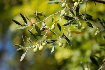 Close-up of green olives on the branch of an olive tree in Belvedere Fogliense in the Marche region...