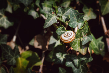 Single snail shell, on ivy, hedera helix, under the warm autumn sun