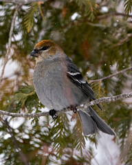 Pine Grosbeak Stock Photo. Close-up profile view, perched  on a cedar tree branch with a blur background in its environment and habitat. Image. Picture. Portrait.