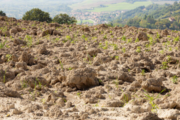 Plowed Field in the Marche region of Italy in Belvedere Fogliense near Pesaro and Urbino. The...