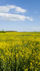 Yellow rapeseed canola field in rural landscape in Skåne (Scania) Sweden during bright spring day