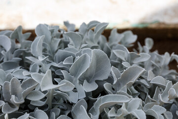 Leaves of Centaurea cineraria in a garden