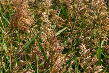 Phragmites australis is a herbaceous perennial bluish-green plant of the grass family, with a long creeping rhizome