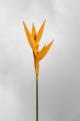 Obraz premium Canna flower, yellow canna lily with leaf, Tropical flowers isolated on white background