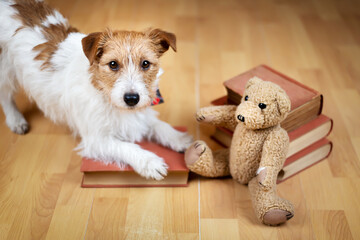 Cute small pet dog listening on story books with a toy. Naughty puppy training.