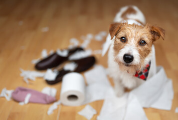 Funny naughty playful puppy smiling and playing with chewed shoes, socks, and toilet paper. Pet dog training.