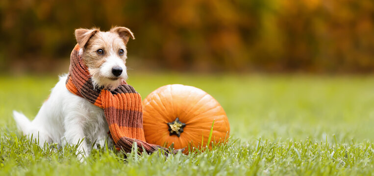 Funny cute pet dog sitting, listening with a pumpkin and wearing a scarf in autumn. Halloween, happy thanksgiving day or fall banner, background.