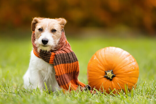 Funny cute pet dog sitting with an pumpkin and wearing a scarf in autumn. Halloween, happy thanksgiving day or fall background.