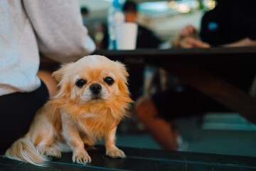 Small dog at food court with its owner watching to the camera sitting on a bench