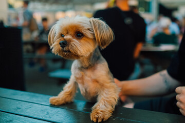 Dog at food court with its owner with its paws on a table wait for a food