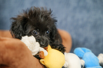 おもちゃをかじっているミックスの仔犬