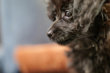 一点を見つめるミックスの仔犬