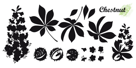 Set of silhouettes Buckeye or Horse chestnut flower, seed and leaf in black isolated on white background. 
