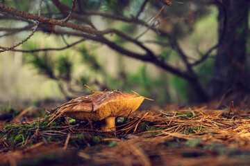 Edible butterdish mushroom in a forest clearing.