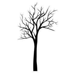 Obraz premium leafless tree silhouette