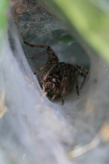 agelena labyrinthica spider macro photo