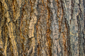 Tree bark texture background for designs