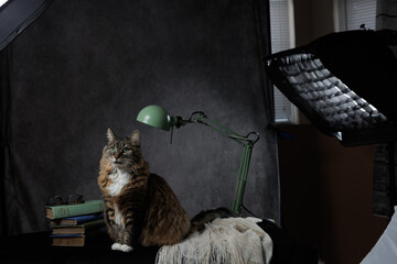 Cat Posing on a Photo Set for a Portrait