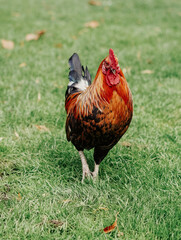 Gallo colorido libre por un parque en un dia caluroso