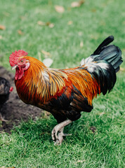 Gallo colorido libre por un parque en un dia caluroso