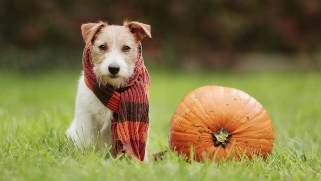 Cute pet dog puppy sitting with a pumpkin an wearing orange scarf in autumn. Halloween, fall or happy thanksgiving concept.