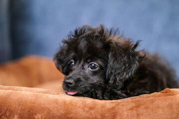 犬用ベッドの上で舌を出している子犬