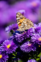 가을 국화 아스타에 앉은 나비