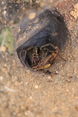 agelena labyrinthica spider macro photo