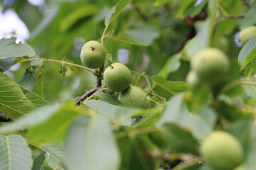 Walnut fruit on a tree
