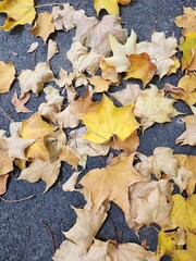 fallen autumn leaves