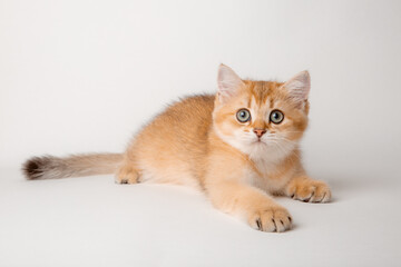 Naklejka na ściany i meble cute red cat on a white background