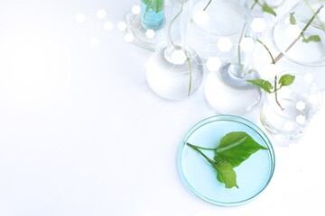 Laboratory biology experiments with green plants, science experiment