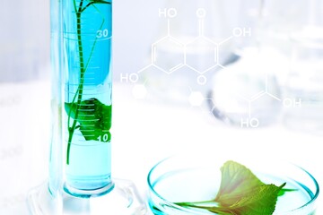 Laboratory biology experiments with green plants, science experiment