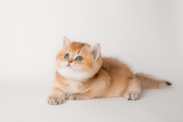 very cute little red kitten of the British breed is isolated on a white background, a golden chinchilla