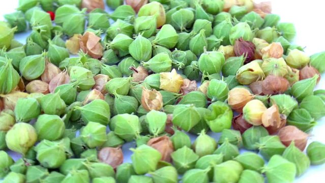Ashwagandha fruits herbal medicine. Withania somnifera plant known as Ashwagandha. Indian ginseng herbs, poison gooseberry, or winter cherry. It help for body stress. Immunity booster plant.