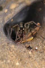 agelena labyrinthica spider macro photo