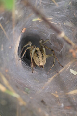agelena labyrinthica spider macro photo