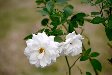 バラ「アイスバーグ」