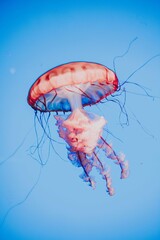 jellyfish in the water