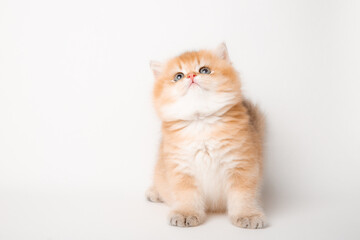 very cute little red kitten of the British breed is isolated on a white background, a golden chinchilla